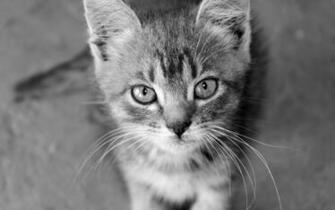 Black And White Cat Desktop Wallpaper Daily Pics Update