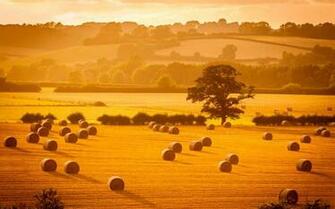 Microsoft Published Hay Natural Wallpaper App For