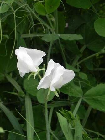 HD Wallpaper Sweet Pea