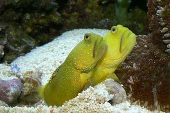 Watchman Goby Wallpaper High Quality