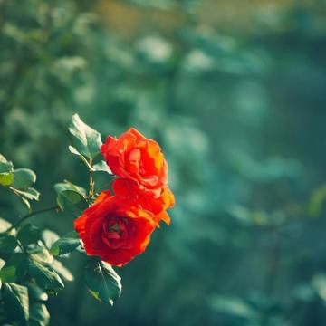 Wild Roses Rose Wallpaper Flower Photos Pink Floral