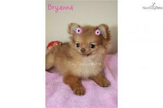 From Teacup Pomeranian Wallpaper