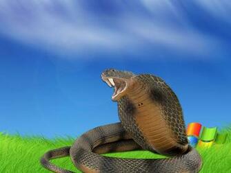 King Cobra Wallpaper HD And Background