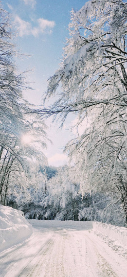 Winter iPhone Wallpaper