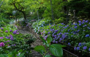 Wallpaper Japan Garden Ladder Hydrangea Image For Desktop