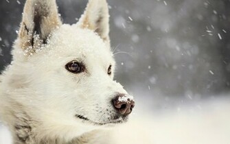 White Dog Wallpaper