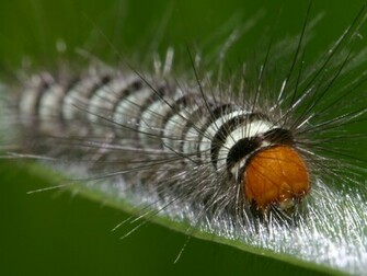 Caterpillar Wallpaper