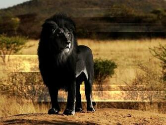 Black Lion HD Wallpaper