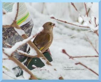 Beautiful Birds In Winter Wallpaper Cini Clips