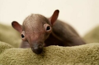 Baby Anteater Wallpaper Open Walls