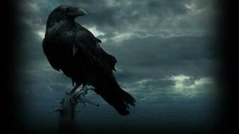 Raven Wallpaper HD Background Wallpaperin4k Net