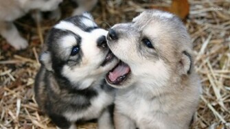 Husky Puppies Wallpaper HD Desktop Hivewallpaper