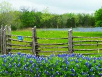 Bluebonnet Wallpaper