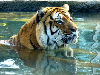 Wallpaper Animaux Felin Tigre Nature Jpg