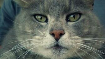 Animals Full HD Wallpaper 1080p Desktop Background