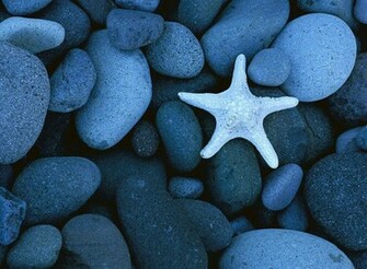 Starsea Ocean Life Wallpaper Which Is Under The