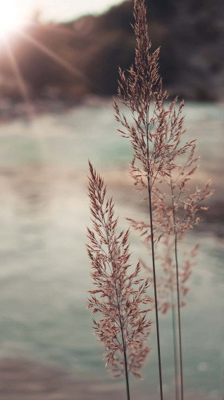 Pampas Grass Wallpaper