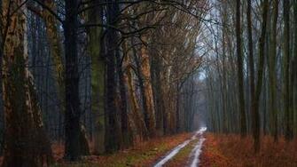 Cool Forest Road Wallpaper