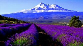 Lavender Background Wallpaper Win10 Themes