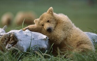 Picture Of Bears Cute Brown Bear HD Wallpaper Background Fun