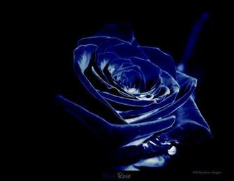 Beautiful Flowers Pictures Wallpaper Blue Roses