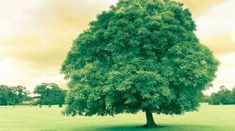 Cool Tree Background