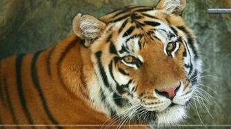 Lions Tigers Wallpaper Photos Image In HD
