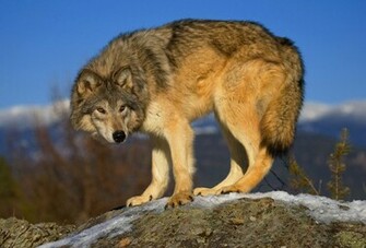 Beautiful Wolf Wallpaper