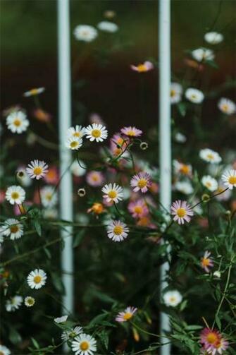 Wild White Daisy iPhone Wallpaper Idea