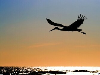 Stork Wallpaper Bird Photos