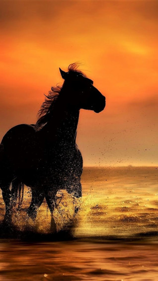 Sunset Coast Sea Waves Horse Run Wallpaper Horses