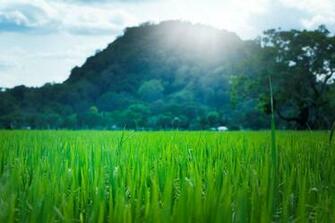 Agriculture Asian Countryside Crop Cropland Environment Farm