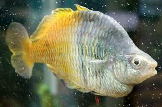 Cute Pretty Scaly Fish Wallpaper HD New