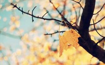 Downloa Ackgrounds For Mac Golden Autumn Jpeg