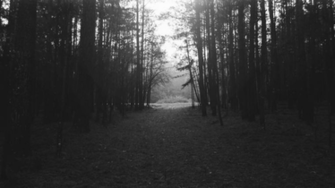 Black And White Forest Wallpaper