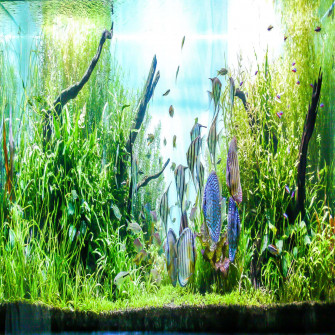 Aquarium Fish Tank Wallpaper
