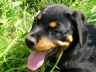 Big Rottweilers