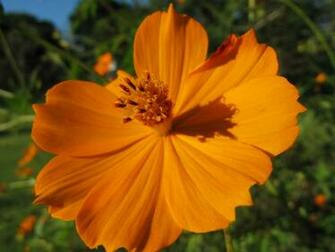 Orange Cosmos Flower Wallpaper