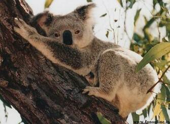 Koala Wallpaper Cute And Pretty Koalas HD