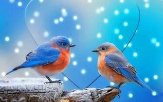 Birds Wallpaper Live HD Hq Pictures Image Photos