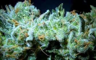 Marijuana Weed Pot Cannabis