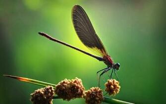 Dragonfly Wallpaper