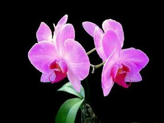 Pink Orchid Flowers Wallpaper