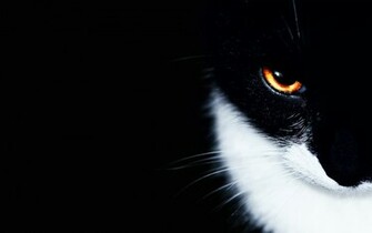 Beautiful Eye Cat Wallpaper Background With