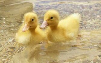 Baby Ducks HD Wallpaper For Desktop