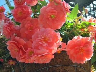 Beautiful Wallpaper For Desktop Exotic Flowers HD