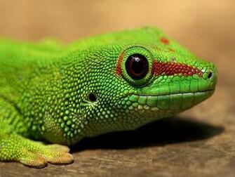 Qq Wallpaper Animal Iguana