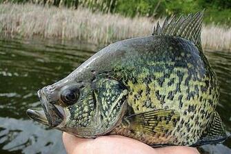 Casey S Catch Of The Day Fantastic Week Fishing