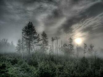 Tami Holman Ghost Forest Wallpaper HD