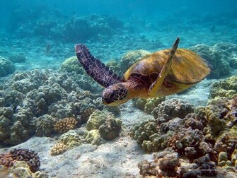 Turtle Wallpaper